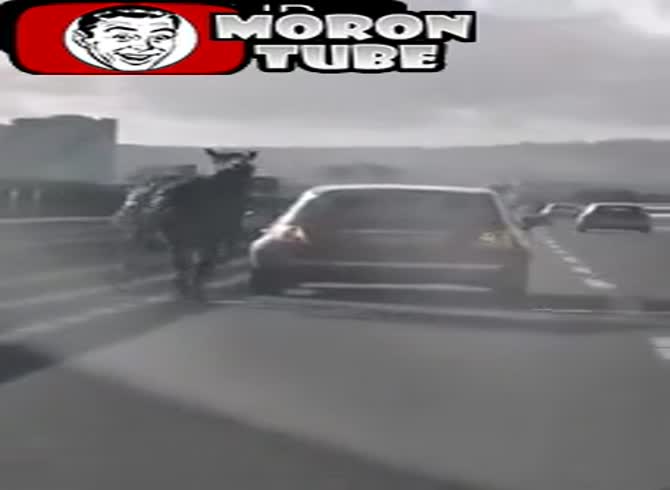 Video :When a driver transports a horse